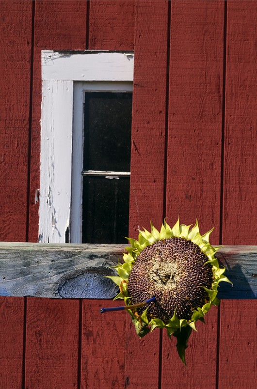 Blue_Sculpturefest_BirdFeeder_Barnweb
