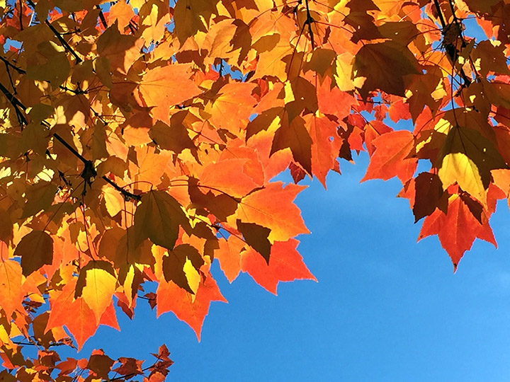 Fall in Leb II Web