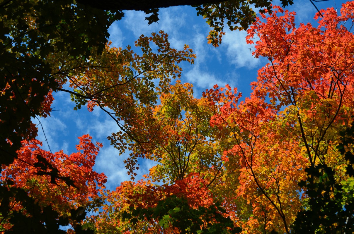 Foliage Fall 2015