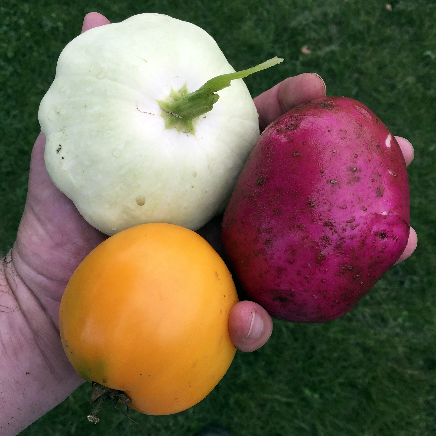 Blue Potato Tomato Squash